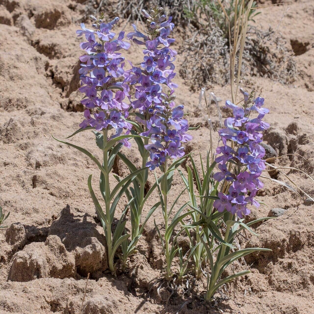 Broadbeard penstemon (Penstemon angustifolius)