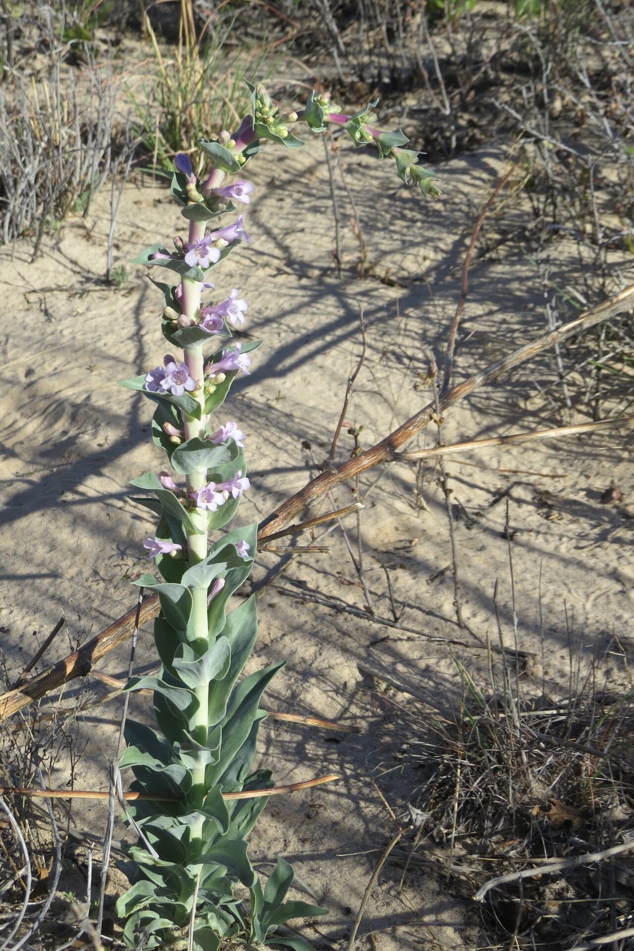 Buckley's penstemon (Penstemon buckleyi)