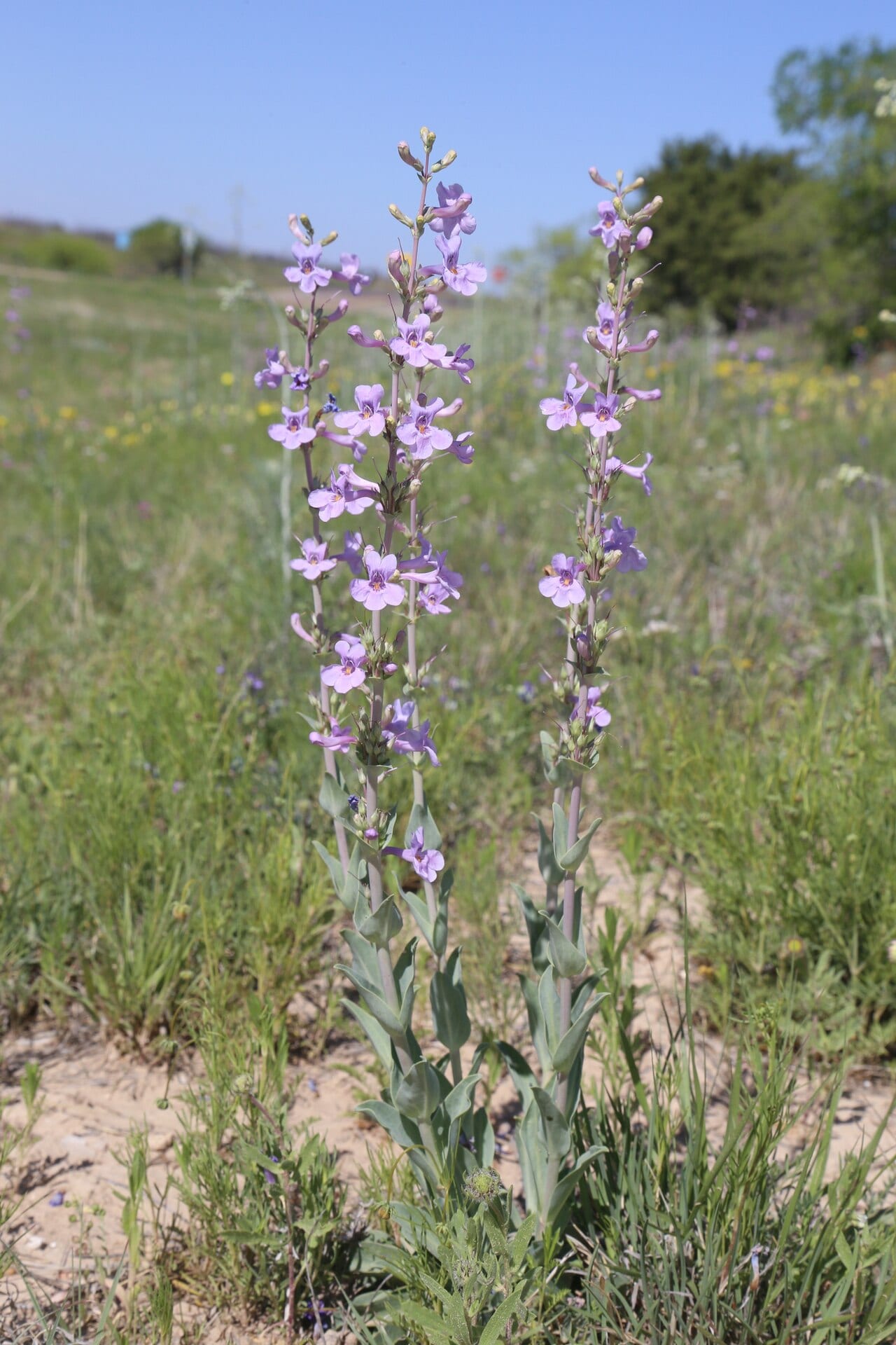 Fendler's penstemon (Penstemon fendleri)