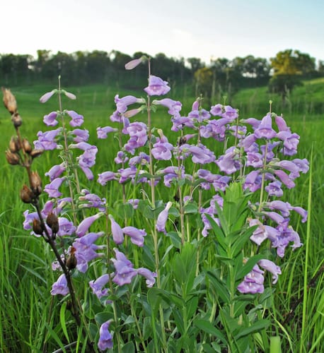 Large penstemon (Penstemon grandiflorus)