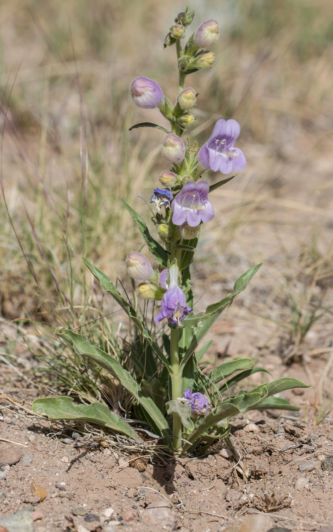 James's penstemon (Penstemon jamesii)