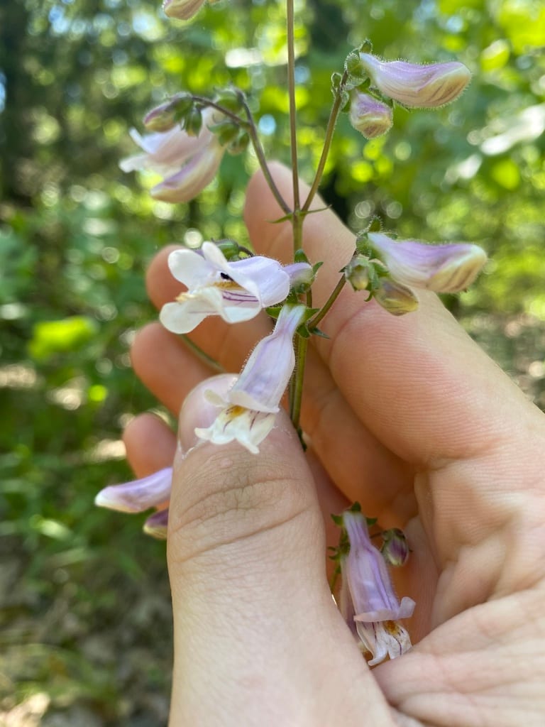 Nodding penstemon (Penstemon laxiflorus)