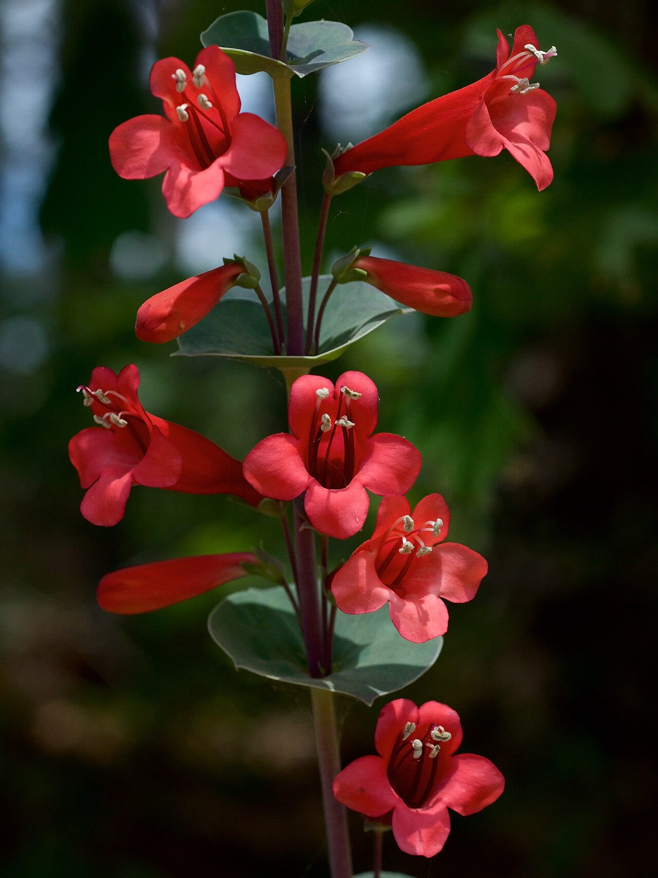Scarlet penstemon (Penstemon murrayanus)