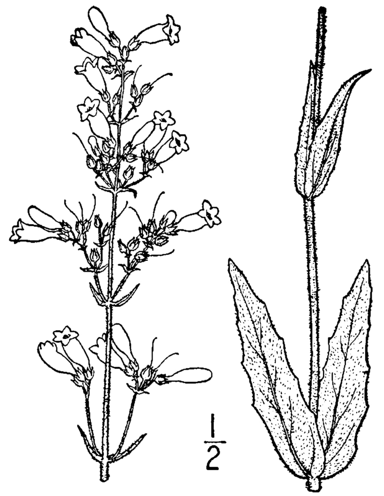 Pale penstemon (Penstemon pallidus)