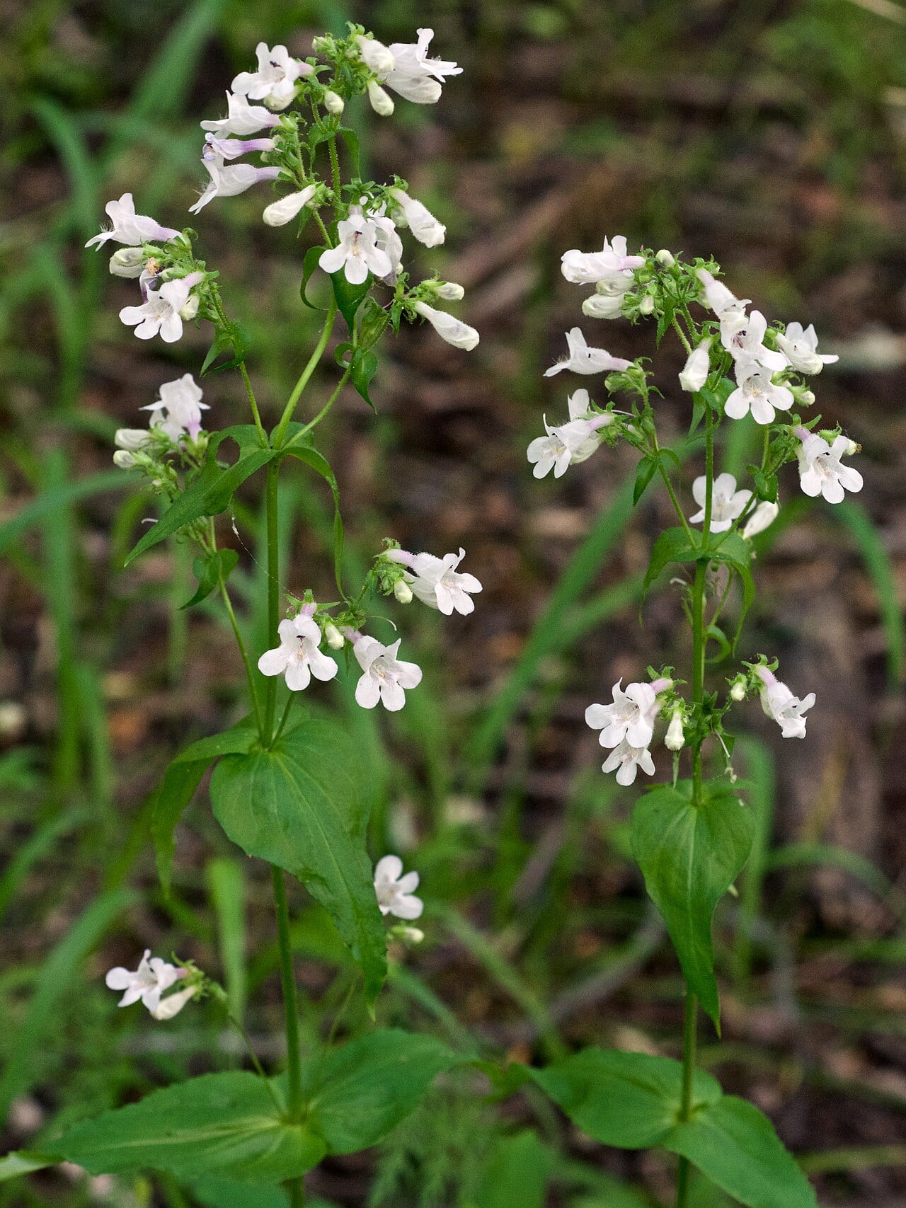 Brazos penstemon (Penstemon tenuis)