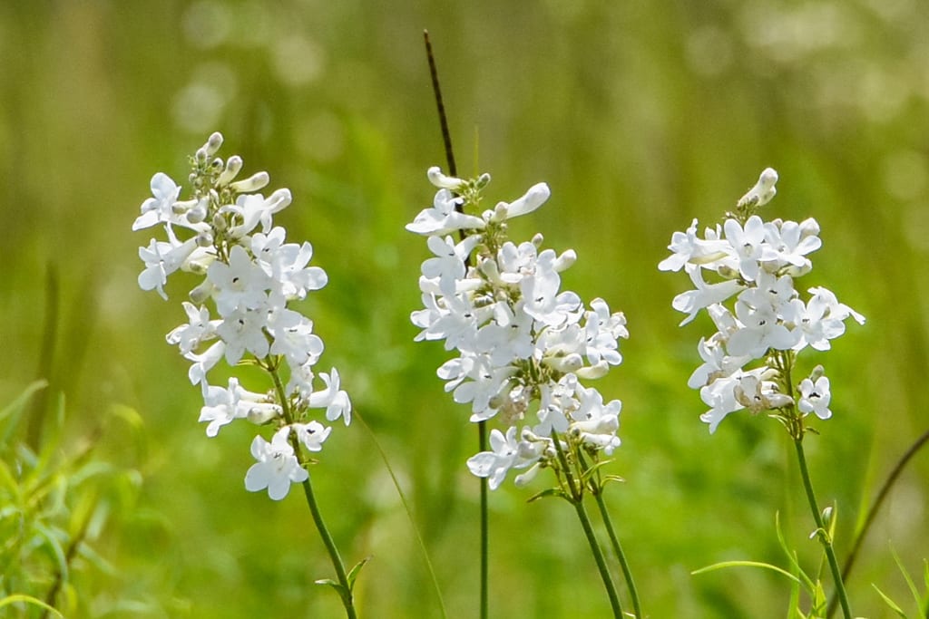 Small-flowered beardtongue (Penstemon tubaeflorus var. tubaeflorus)