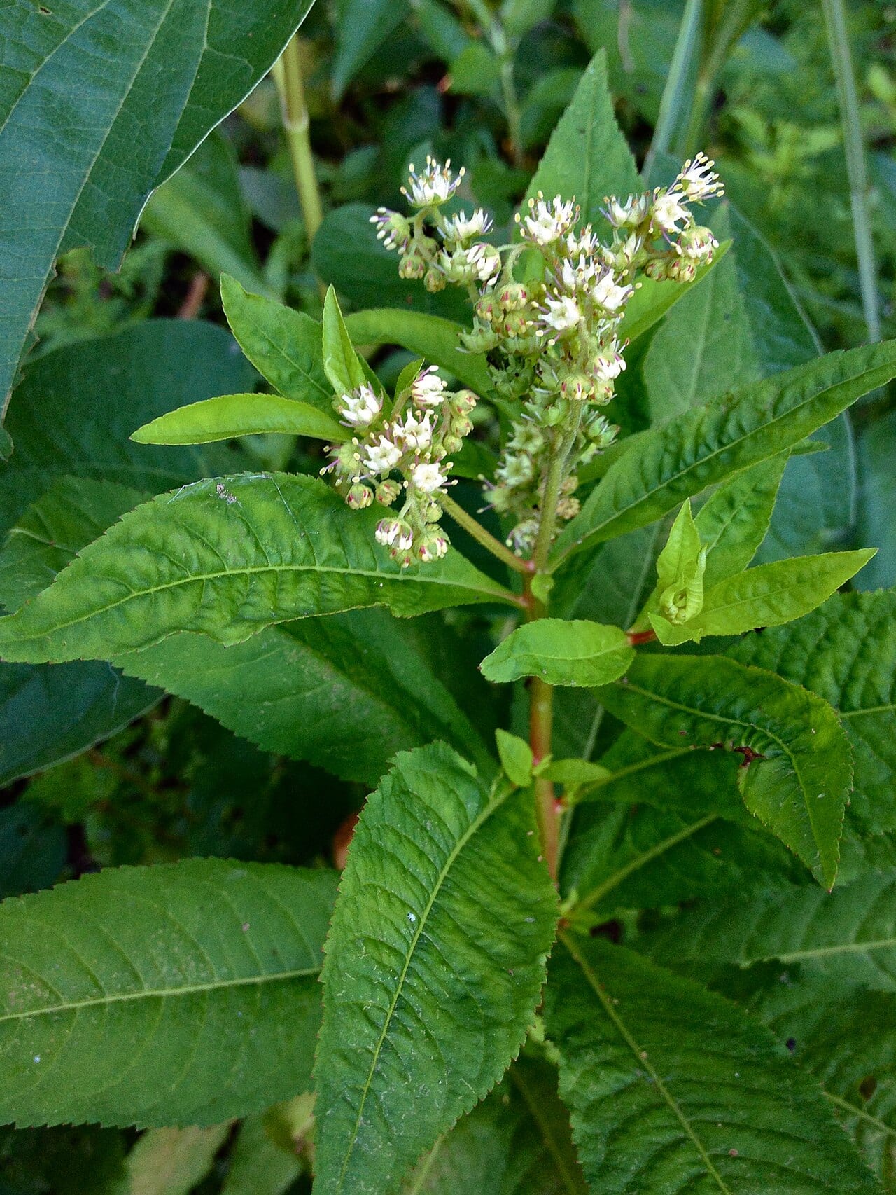 Ditch stonecrop (Penthorum sedoides)