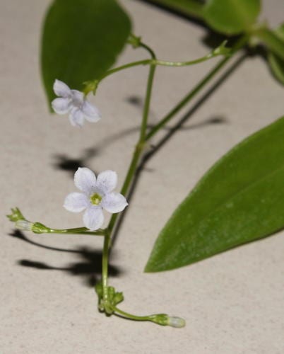 Hale's pentodon (Pentodon pentandrus)