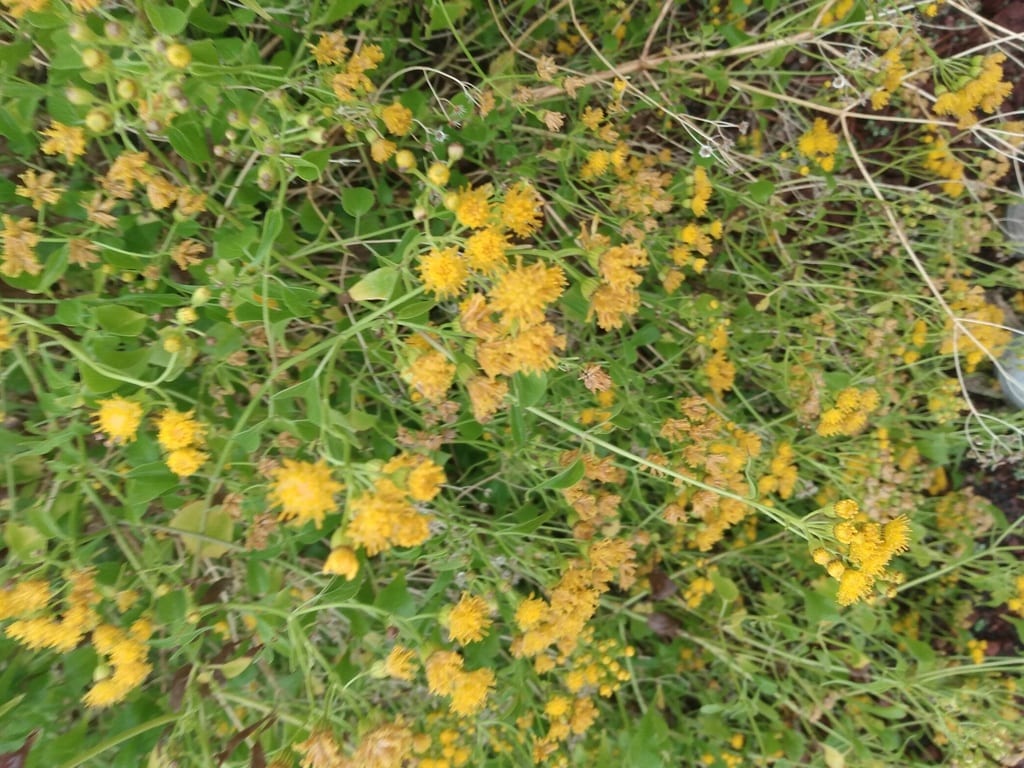 Mountain tail-leaf (Pericome caudata)