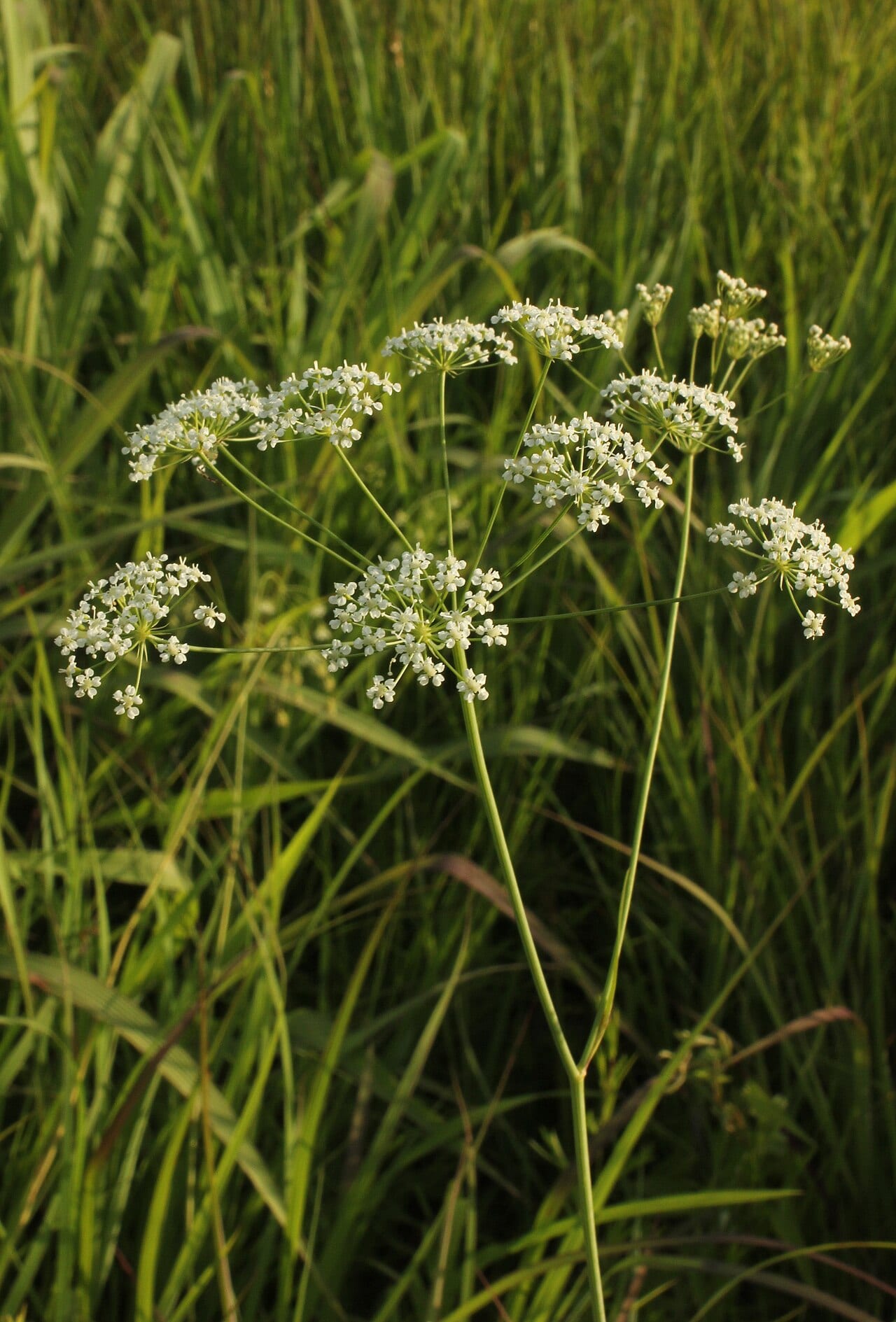 Eastern yampah (Perideridia americana)