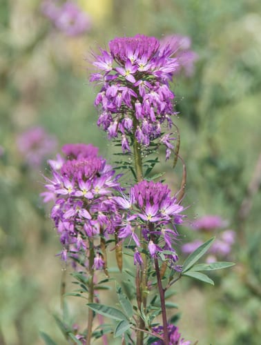 Rocky mountain bee-plant (Peritoma serrulata)