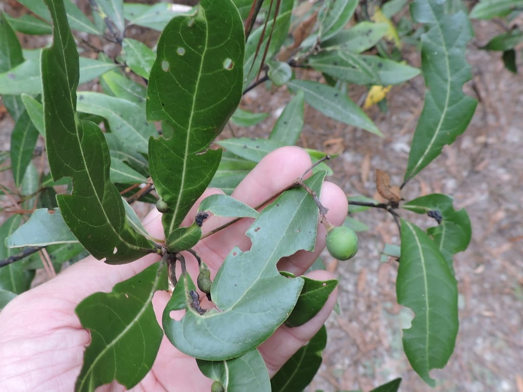 Redbay (Persea borbonia)