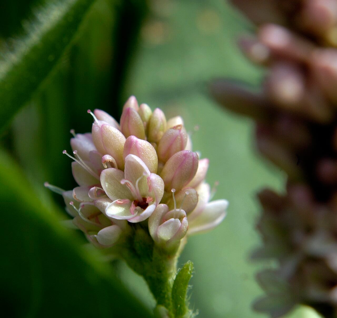 Pennsylvania smartweed (Persicaria pensylvanica)