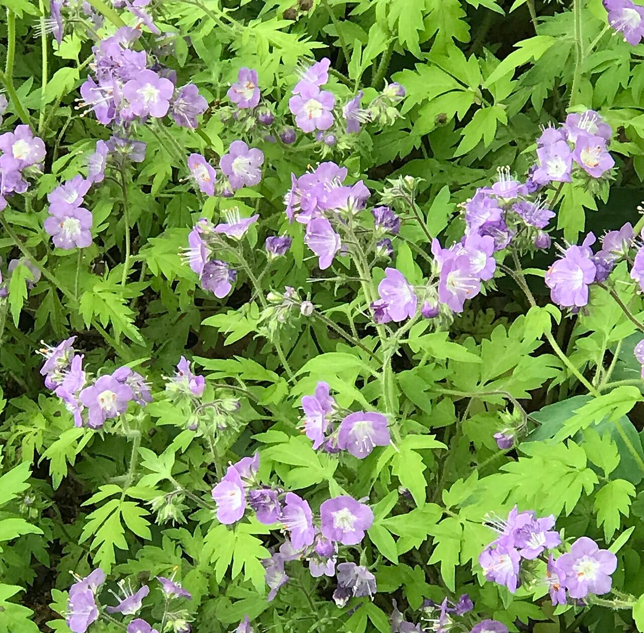 Fernleaf phacelia (Phacelia bipinnatifida)