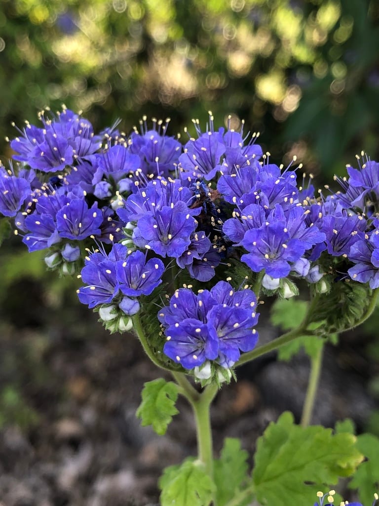 Caterpillars (Phacelia congesta)