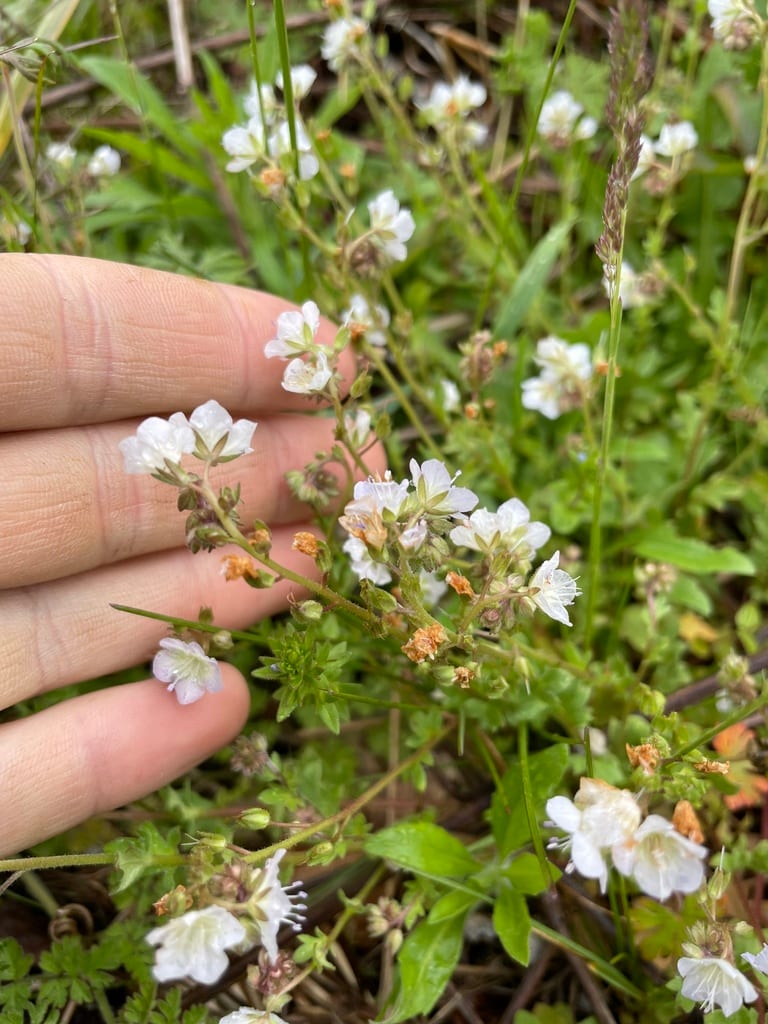 Smallflower phacelia (Phacelia dubia var. dubia)