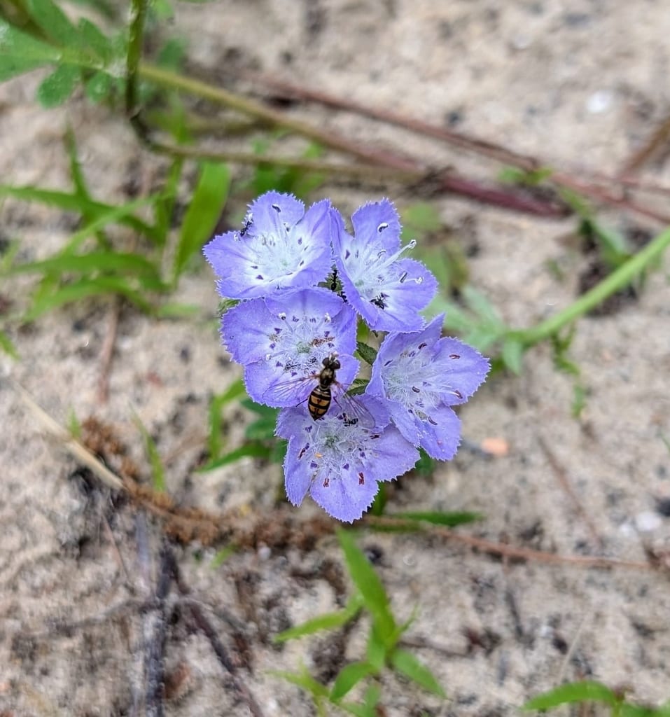 Brand's phacelia (Phacelia gilioides)
