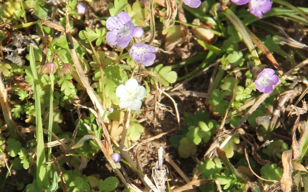 Smooth phacelia (Phacelia glabra)