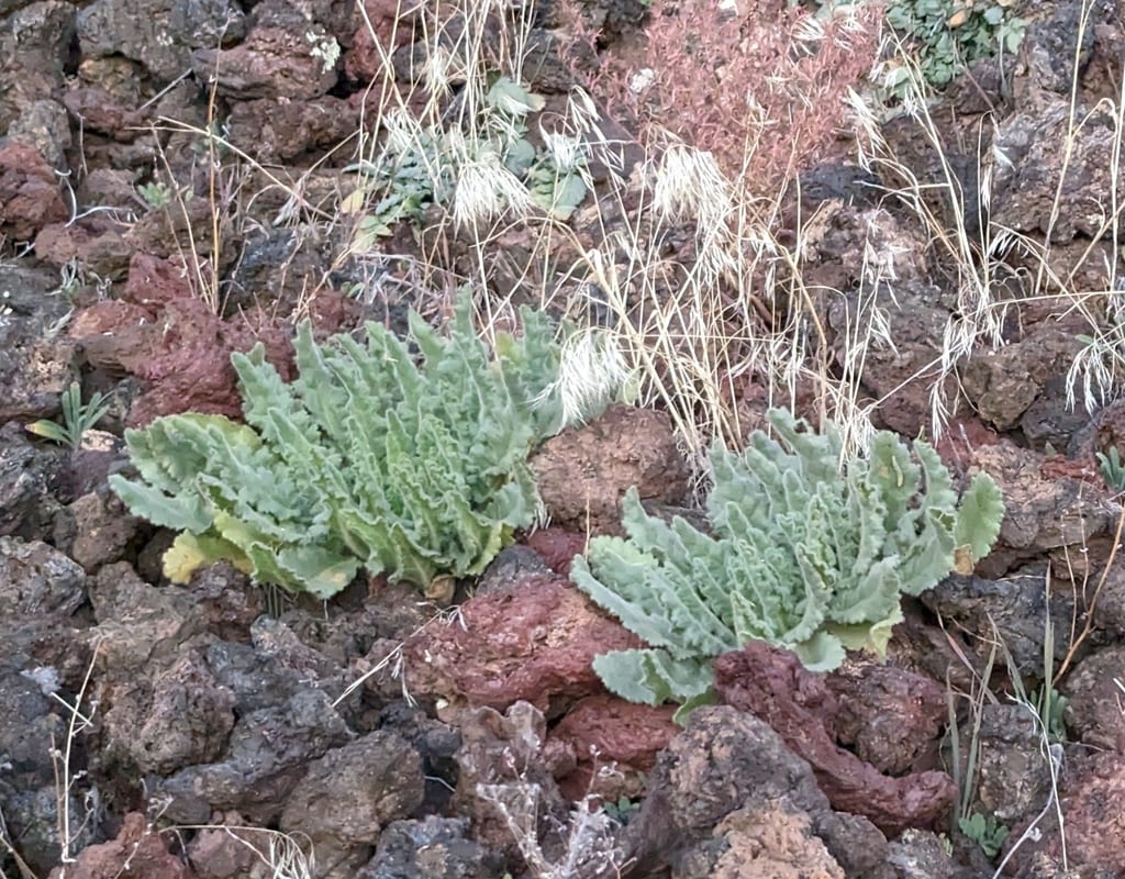 Gypsum phacelia (Phacelia integrifolia var. integrifolia)