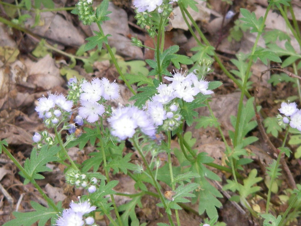 Miami mist (Phacelia purshii)