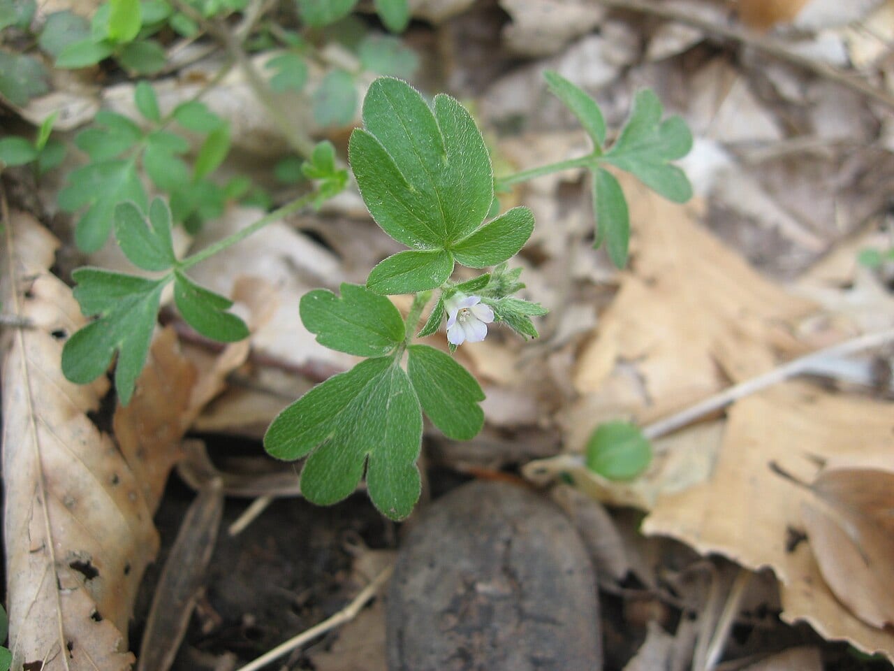 Oceanblue phacelia (Phacelia ranunculacea)