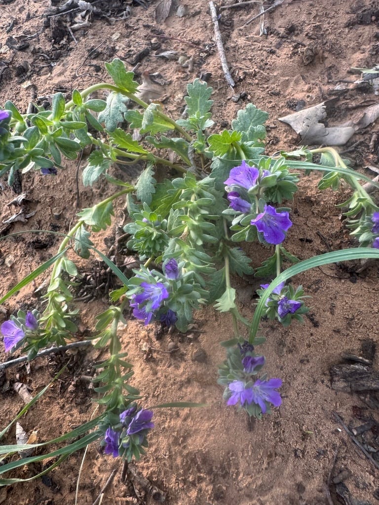 Prairie phacelia (Phacelia strictiflora)