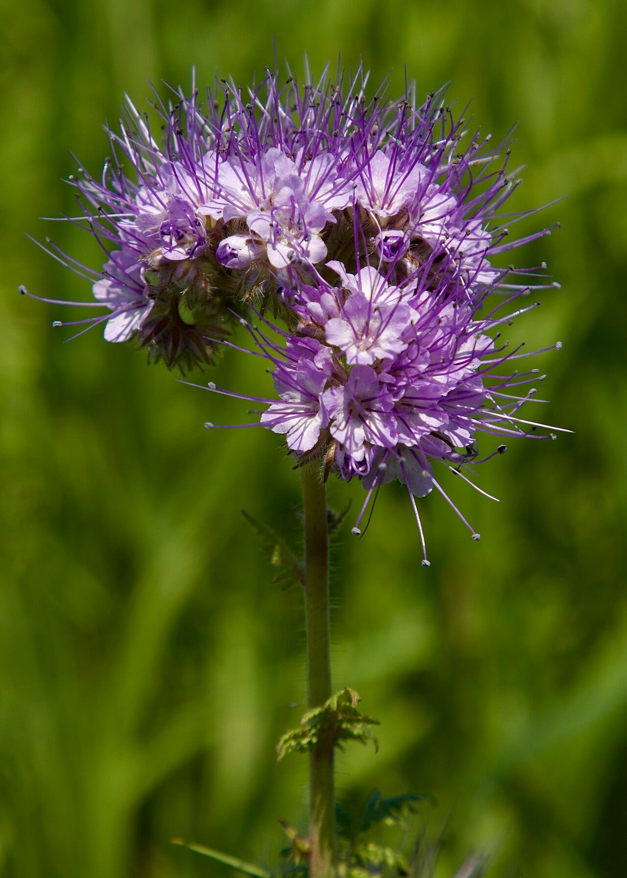 Lacy phacelia (Phacelia tanacetifolia)