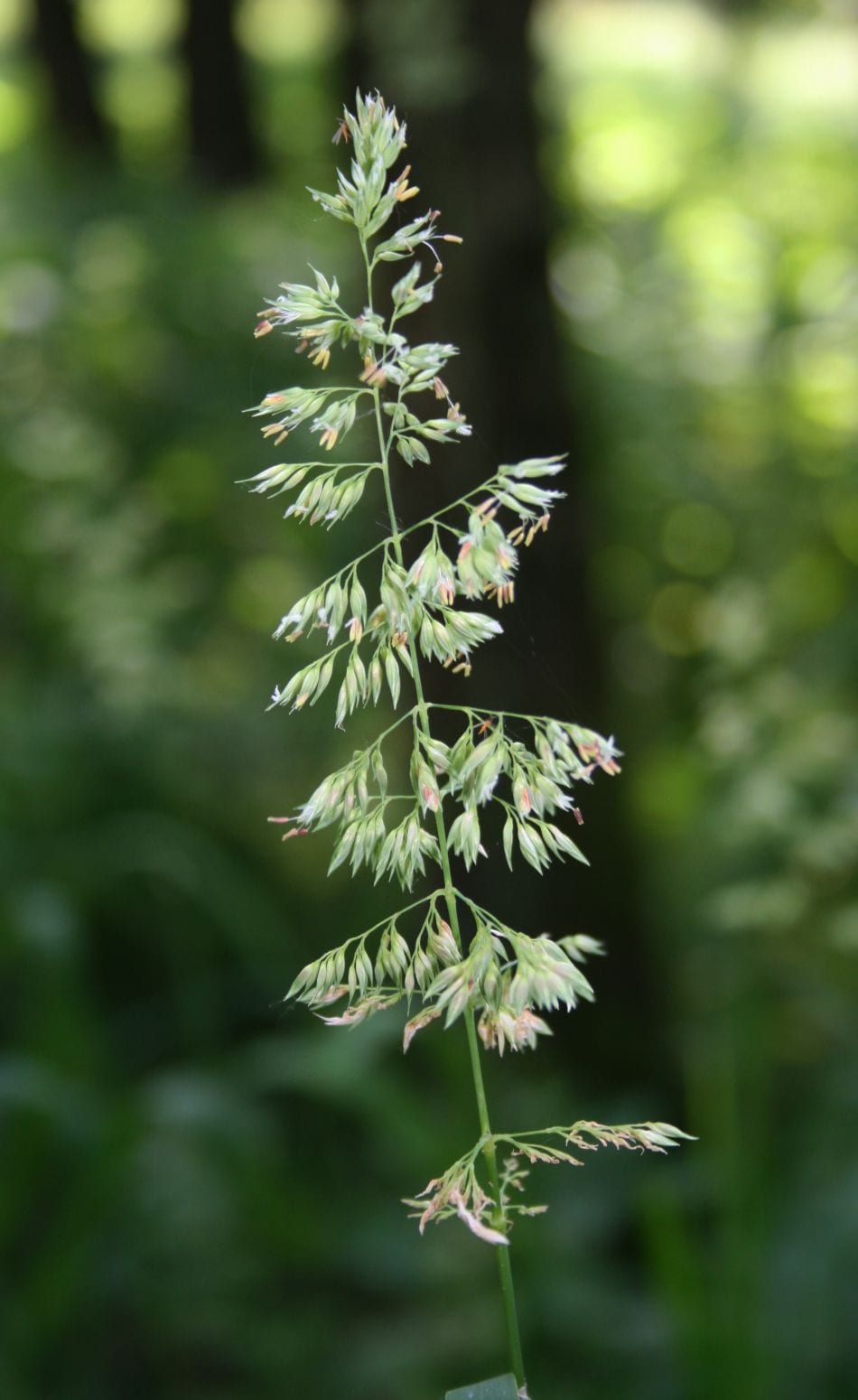 Reed canary grass (Phalaris arundinacea)