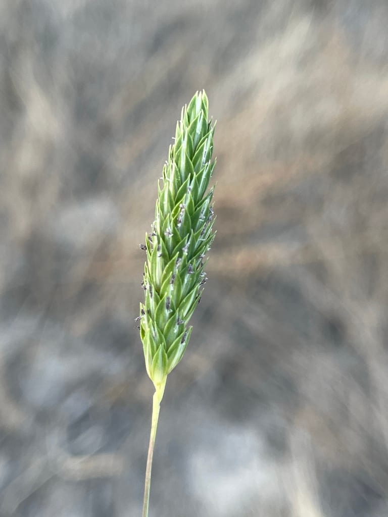 Carolina canarygrass (Phalaris caroliniana)