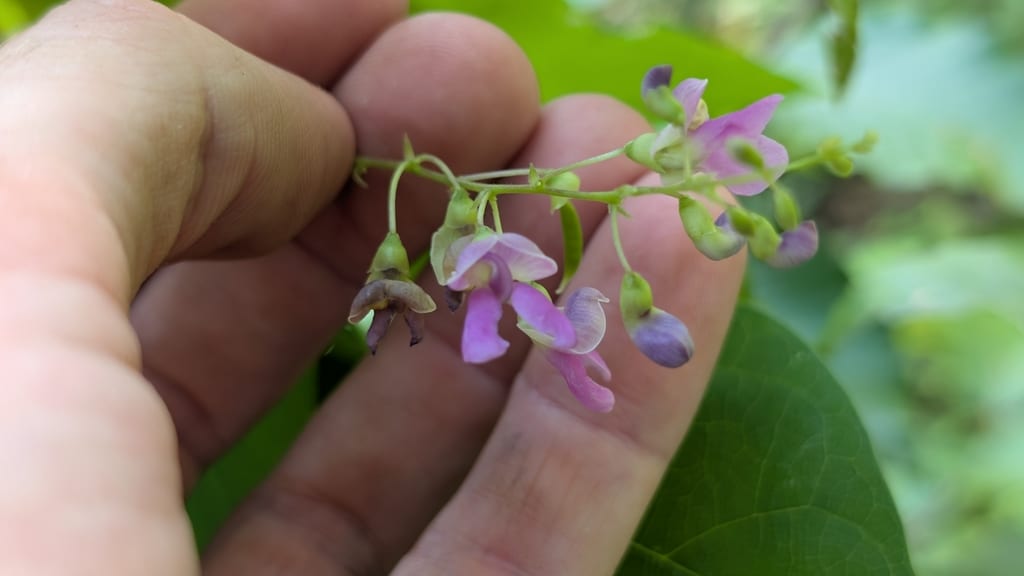 Thicket bean (Phaseolus polystachios var. polystachios)