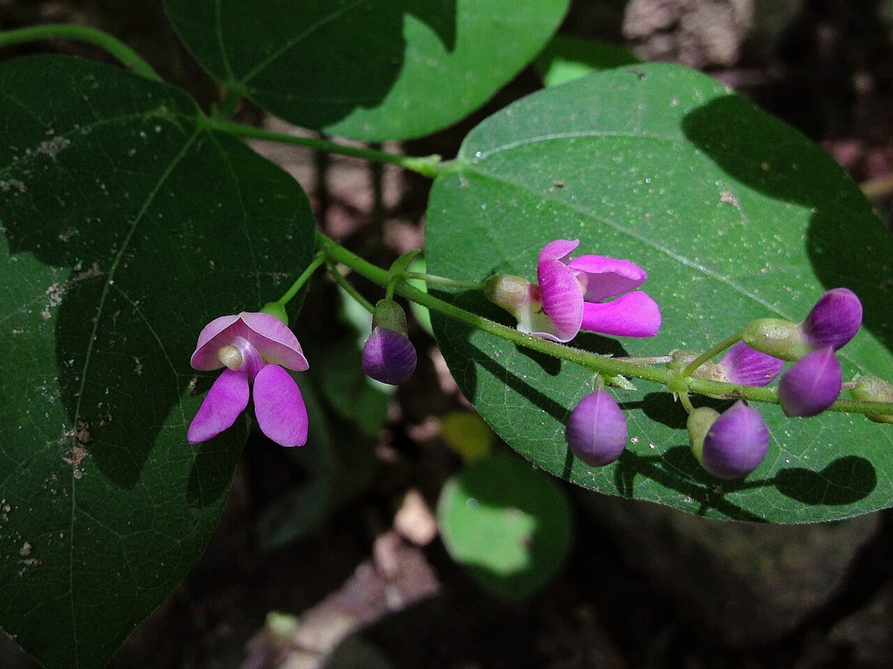 Thicket bean (Phaseolus polystachios)