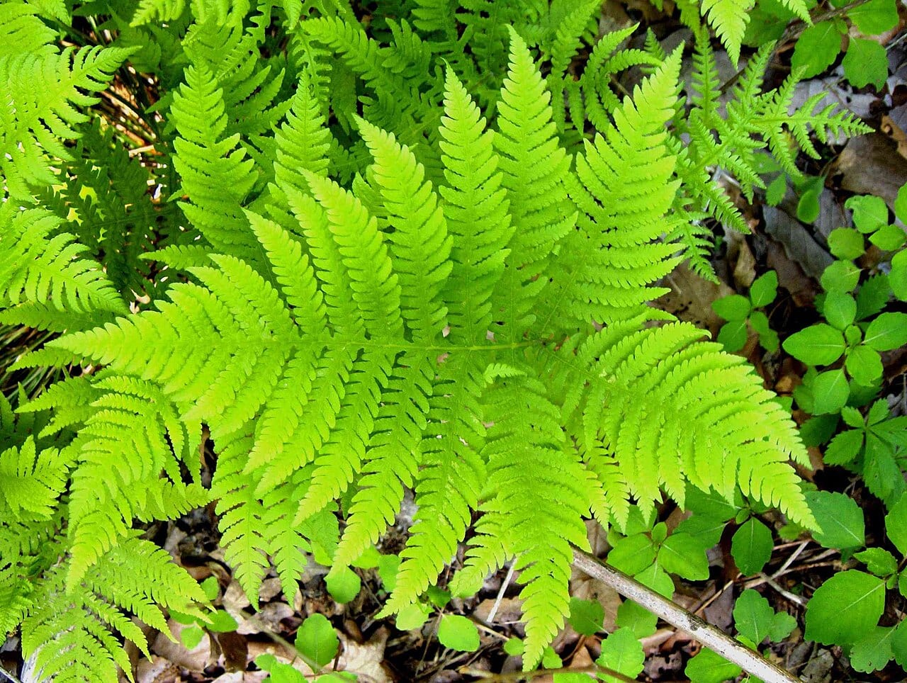 Broad beechfern (Phegopteris hexagonoptera)