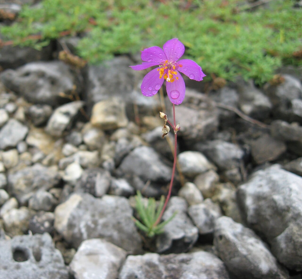 Limestone fameflower (Phemeranthus calcaricus)