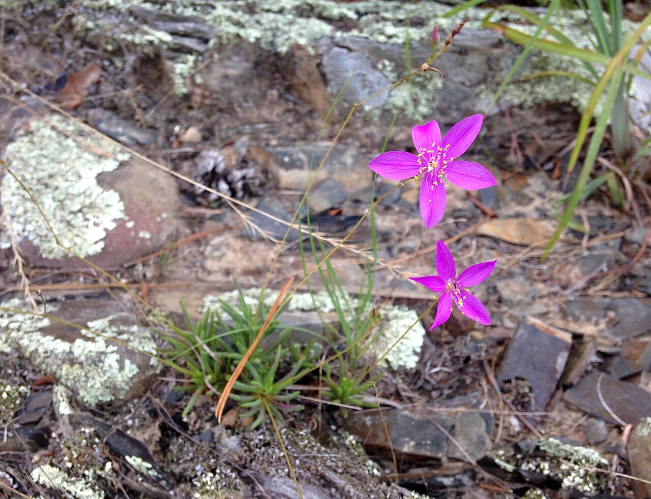 Largeflower flameflower (Phemeranthus calycinus)
