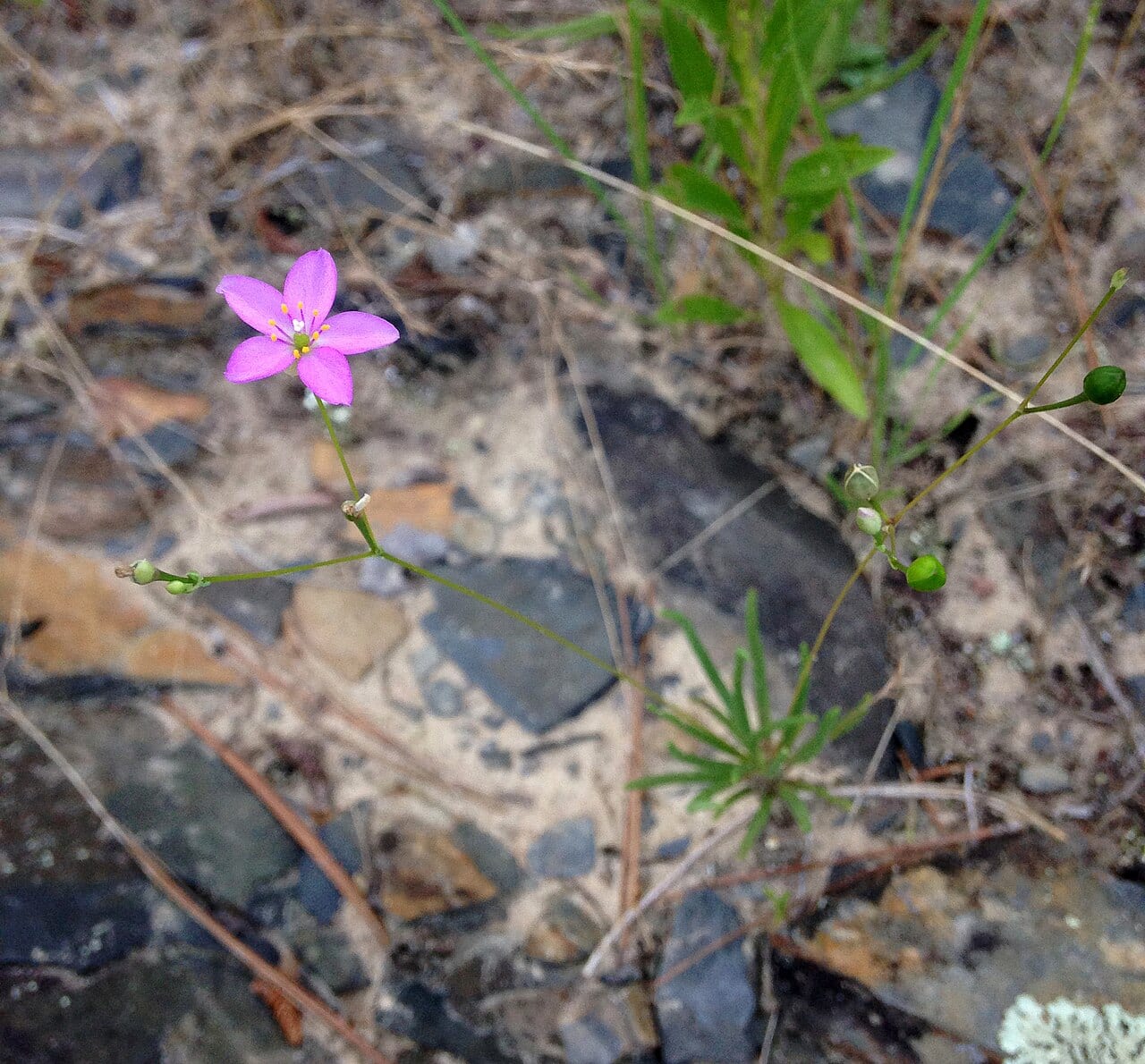 New mexico fameflower (Phemeranthus confertiflorus)