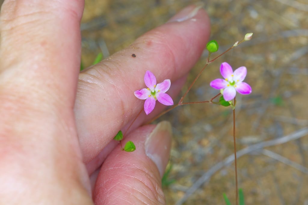 Sunbright (Phemeranthus parviflorus)