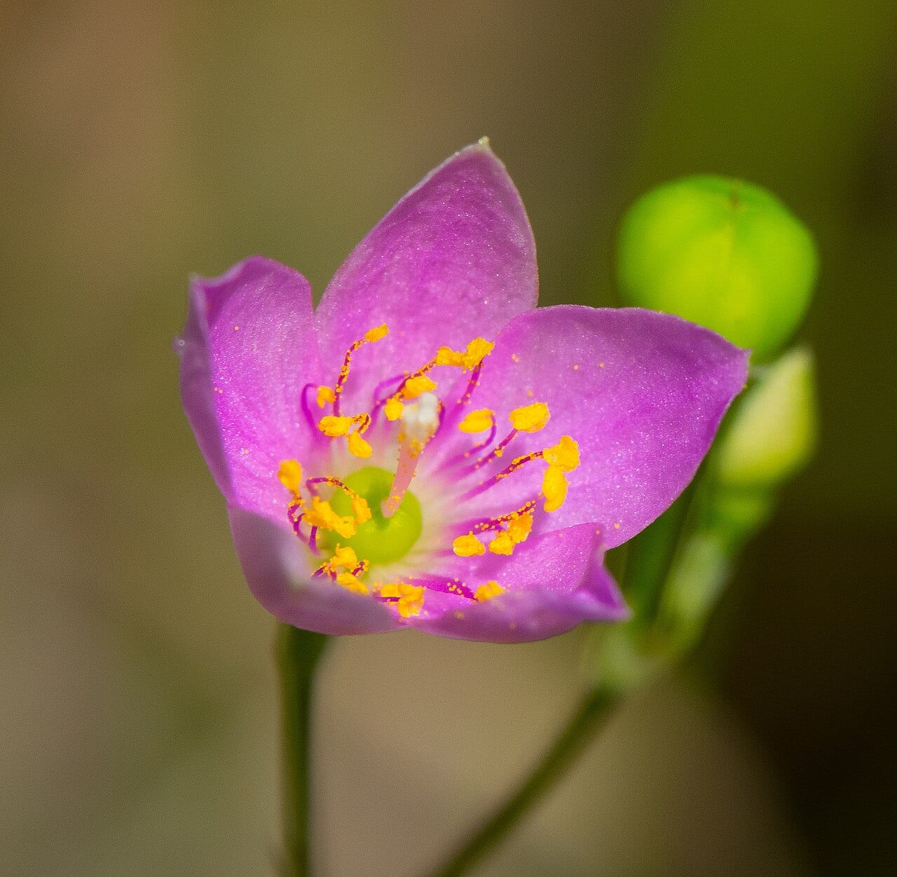Prairie false fameflower (Phemeranthus rugospermus)