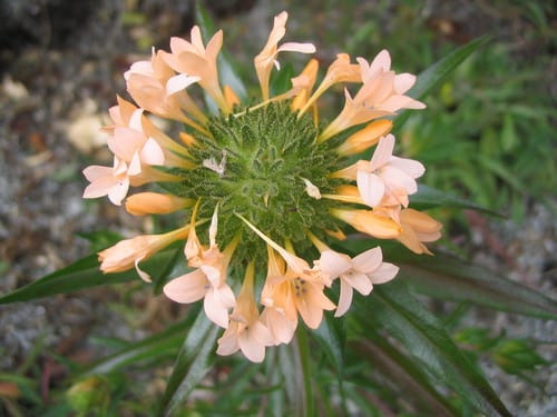 Phlox hybrid (Phlox × glutinosa)