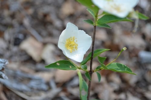 Streambank mock orange (Philadelphus hirsutus)