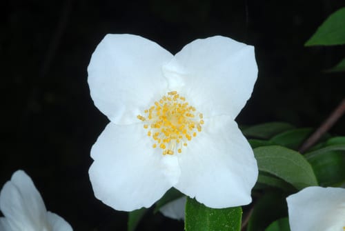 Scentless mock orange (Philadelphus inodorus)