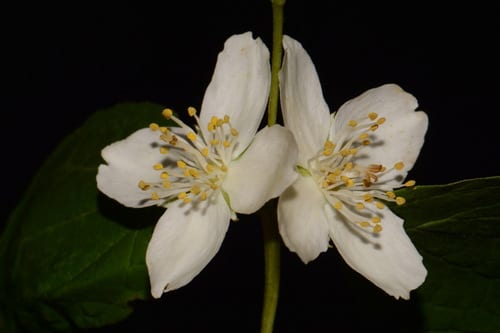 Downy mock orange (Philadelphus pubescens var. pubescens)