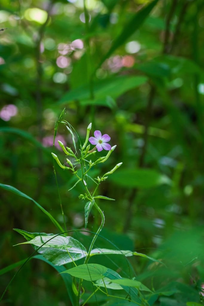 Largeleaf phlox (Phlox amplifolia)