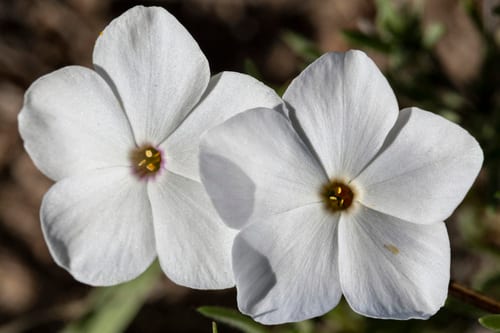 Prairie phlox (Phlox andicola ssp. andicola)