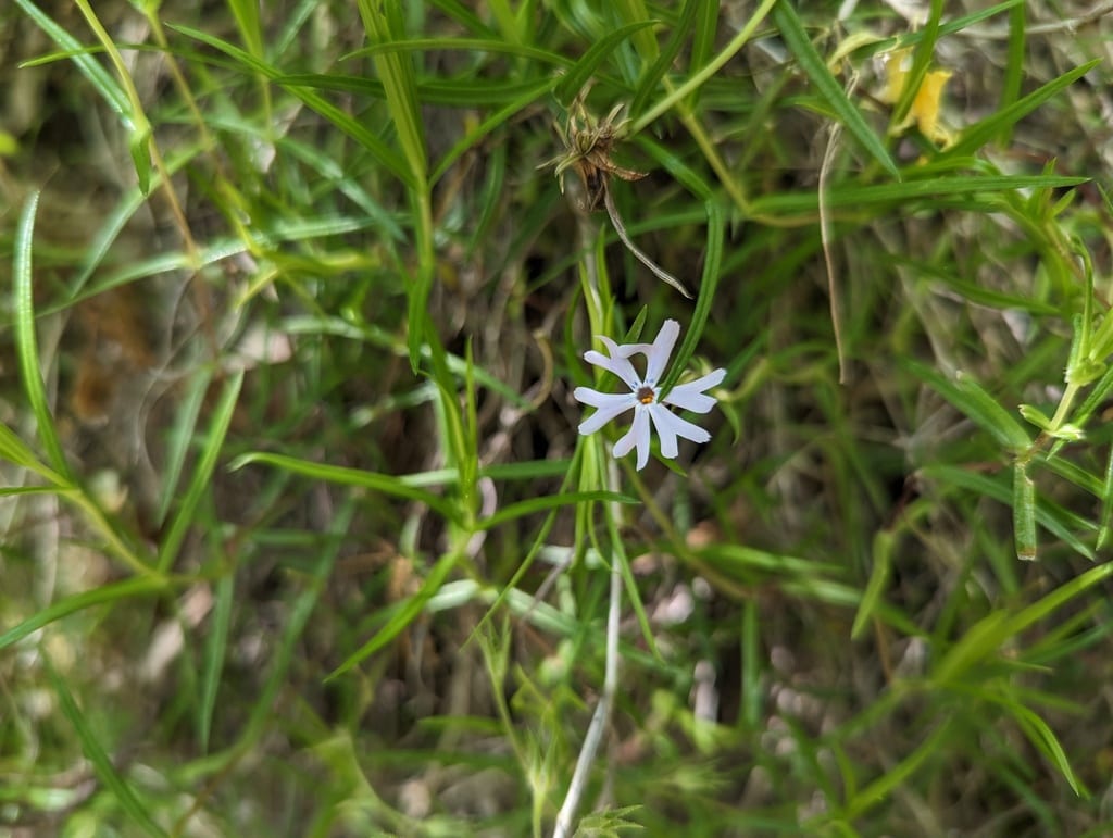 Glade phlox (Phlox bifida ssp. stellaria)