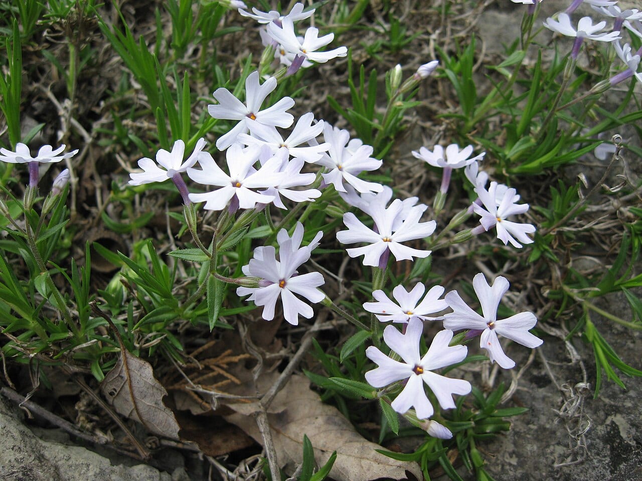 Cleft phlox (Phlox bifida)