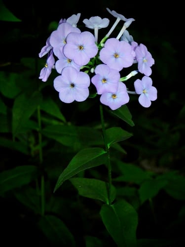 Carolina phlox (Phlox carolina ssp. carolina)