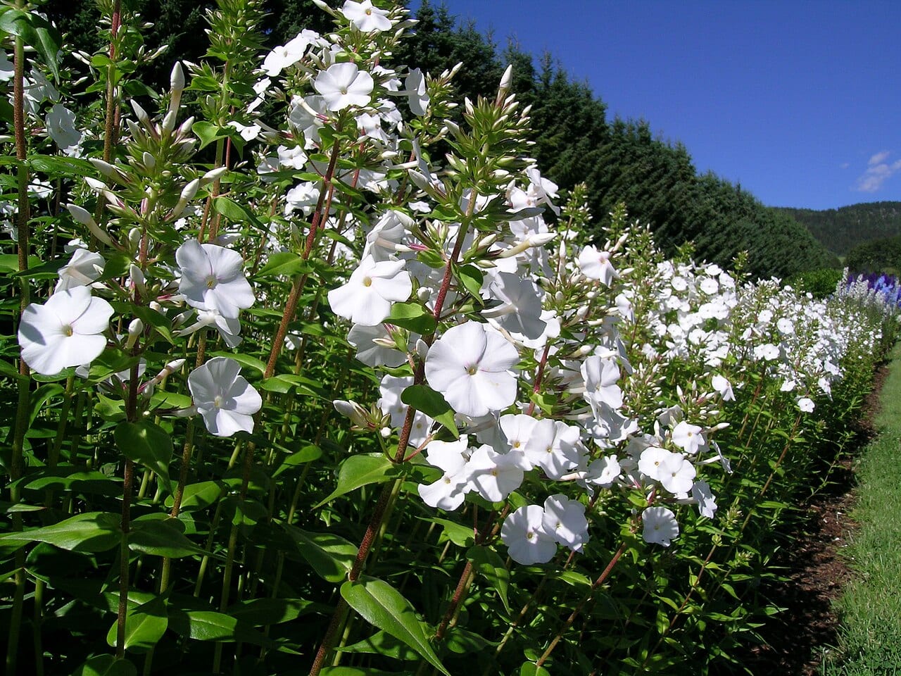 Carolina phlox (Phlox carolina)