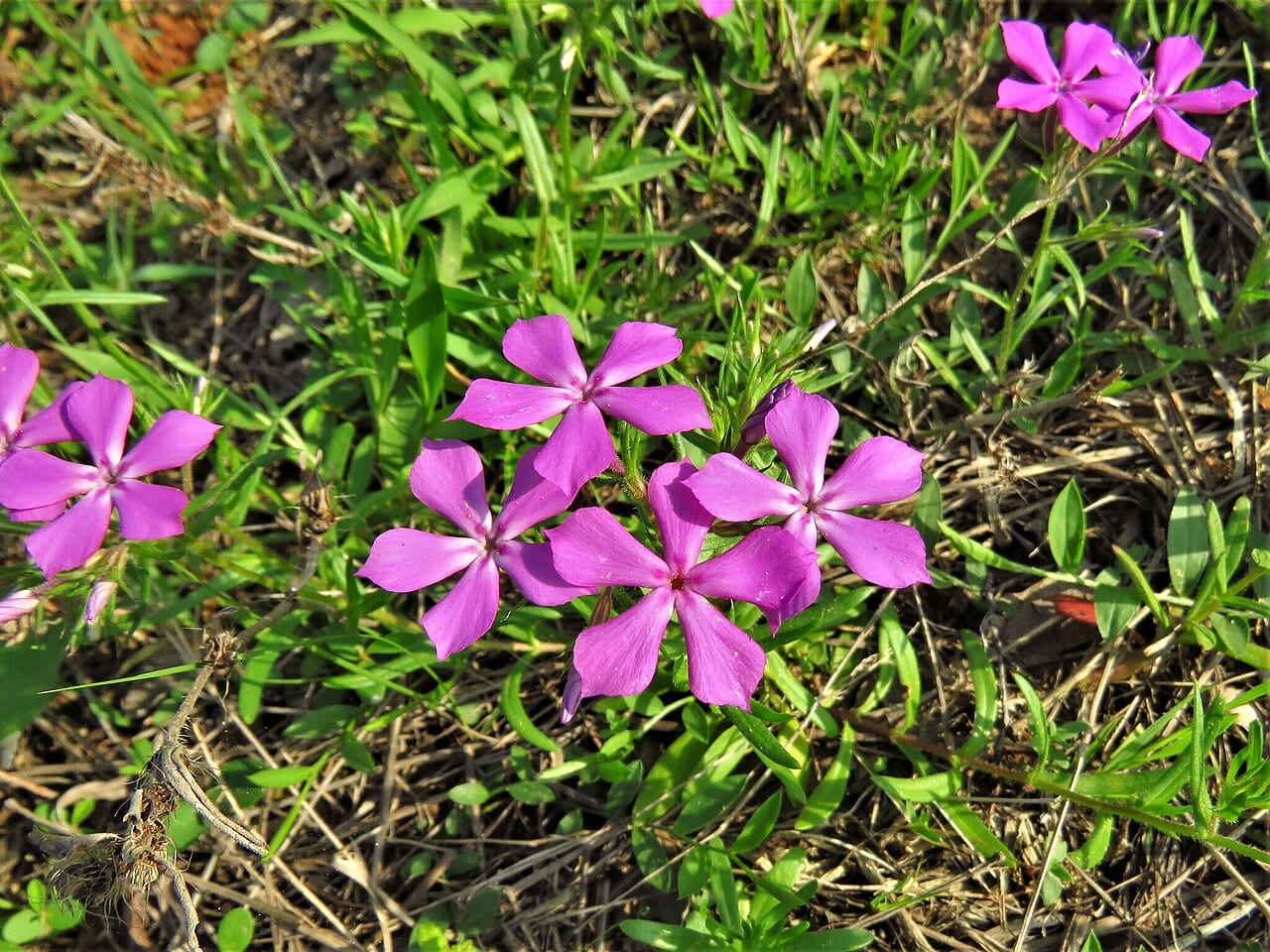 Pointed phlox (Phlox cuspidata)