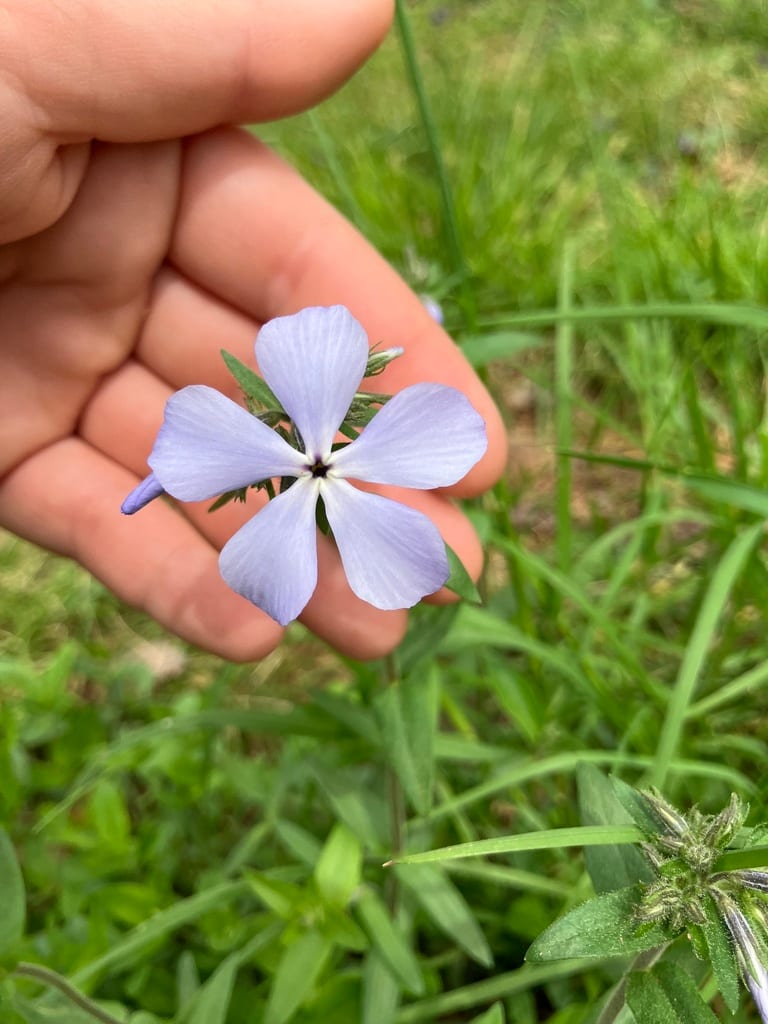 Lapham's phlox (Phlox divaricata ssp. laphamii)