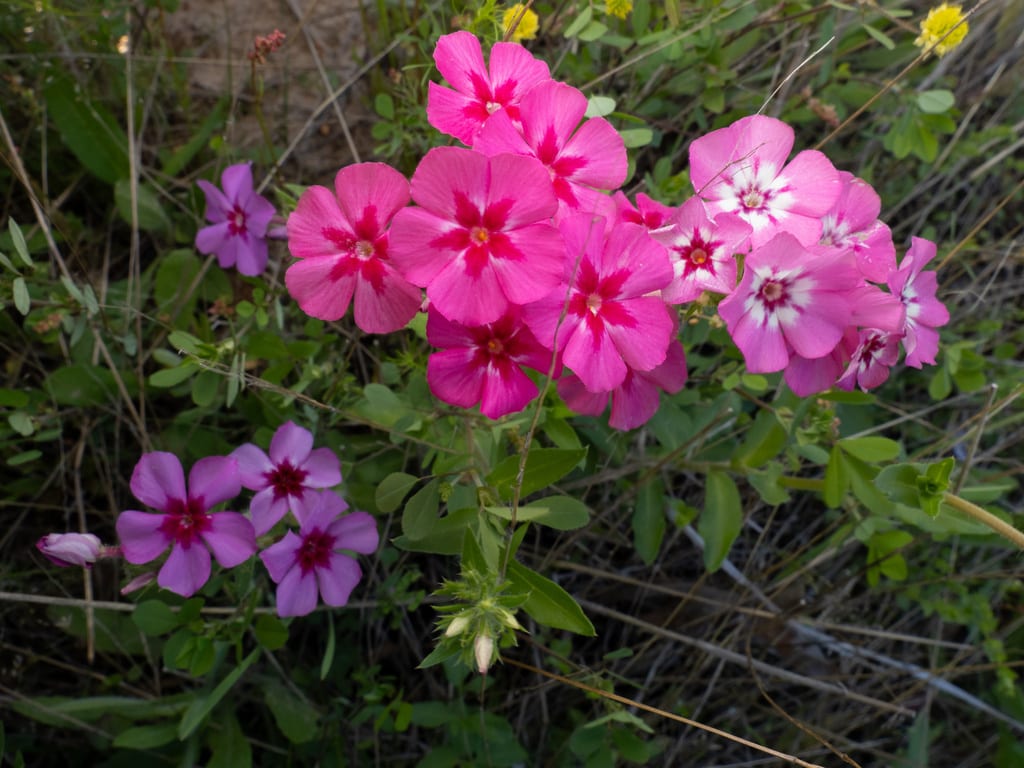 Mcallister's phlox (Phlox drummondii ssp. mcallisteri)